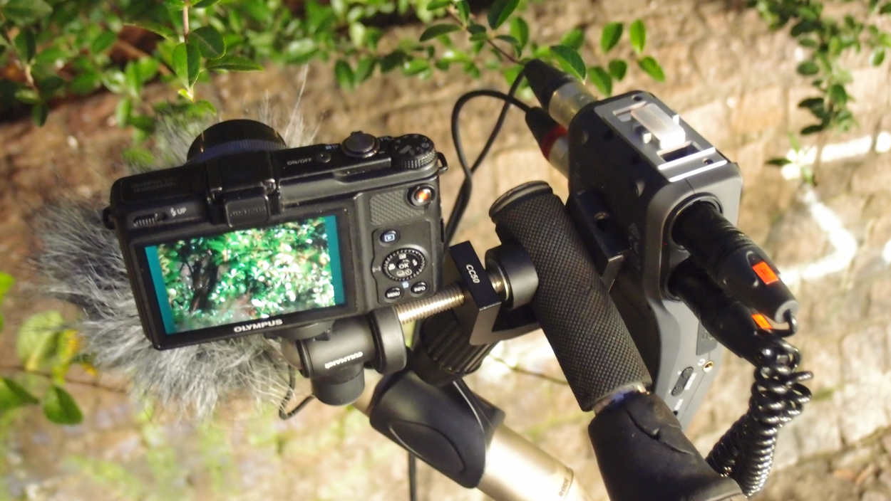 2019-12-11 Spatzen II (Fieldrecording Video)